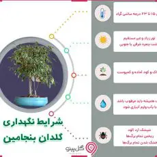 اینفوگرافی شرایط نگهداری گیاه بنجامین