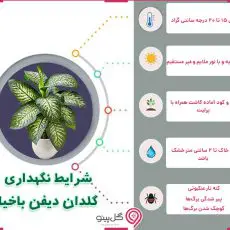 اینفوگرافی شرایط نگهداری گیاه دیفن‌باخیا