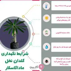 اینفوگرافی شرایط نگهداری گیاه نخل‌ ماداگاسکار
