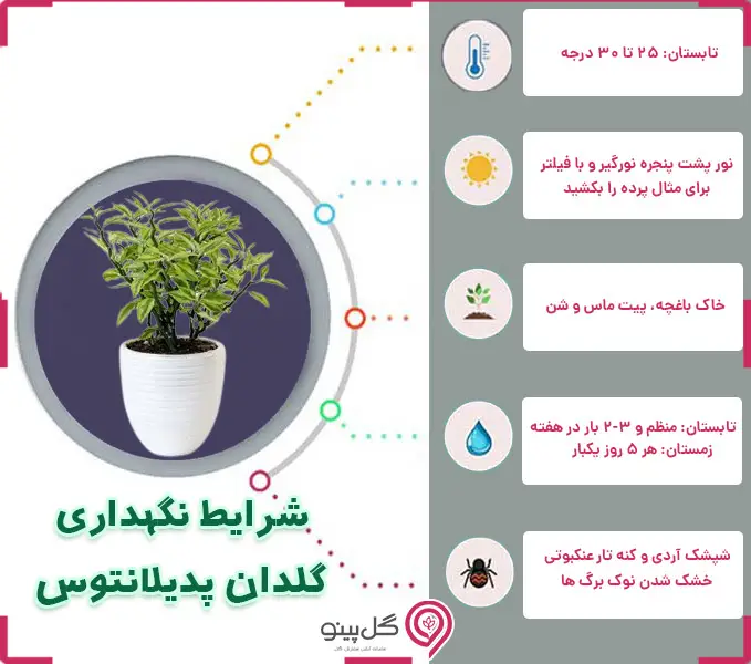 اینفوگرافی شرایط نگهداری گیاه پدیلانتوس