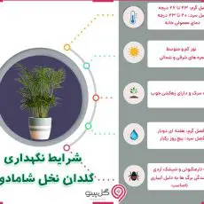 اینفوگرافی شرایط نگهداری گیاه نخل‌ شامادورا