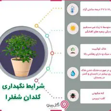 اینفوگرافی شرایط نگهداری گیاه شفلرا
