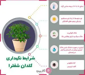 اینفوگرافی شرایط نگهداری گیاه شفلرا