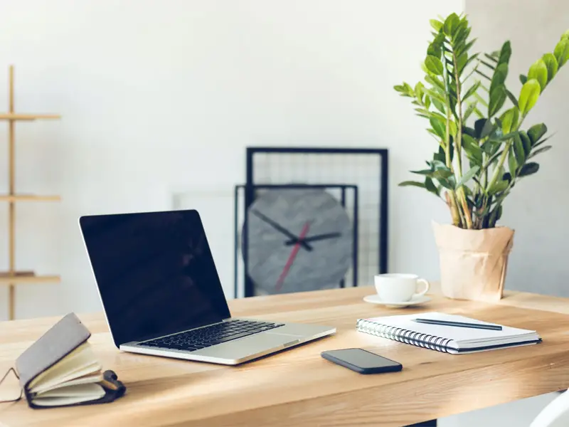 گیاه زامیفولیا