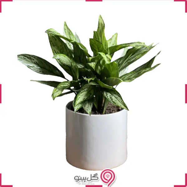 گلدان گیاه آگلونما g-g-der-669