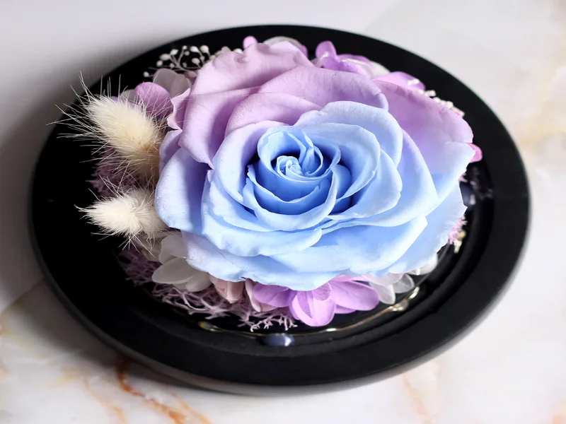 رز جاودان رنگی