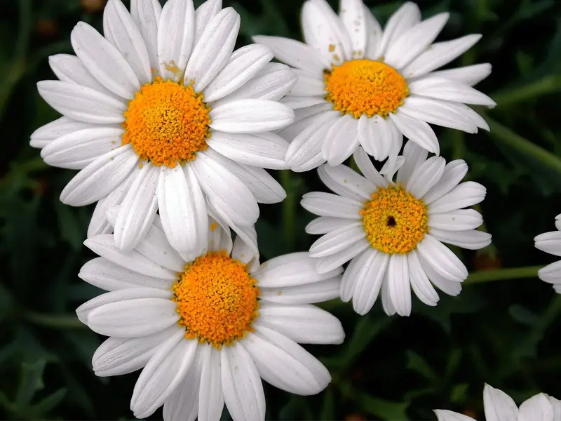 خرید گل بابونه