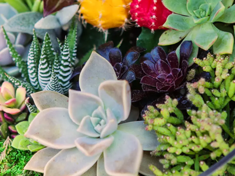 تراریوم کاکتوس و ساکولنت