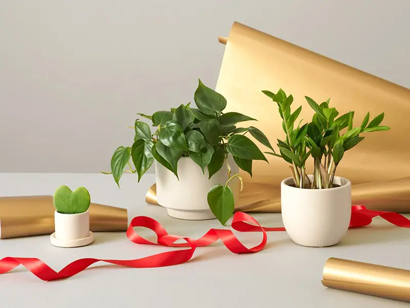 خرید اینترنتی گل و گیاه در مشهد