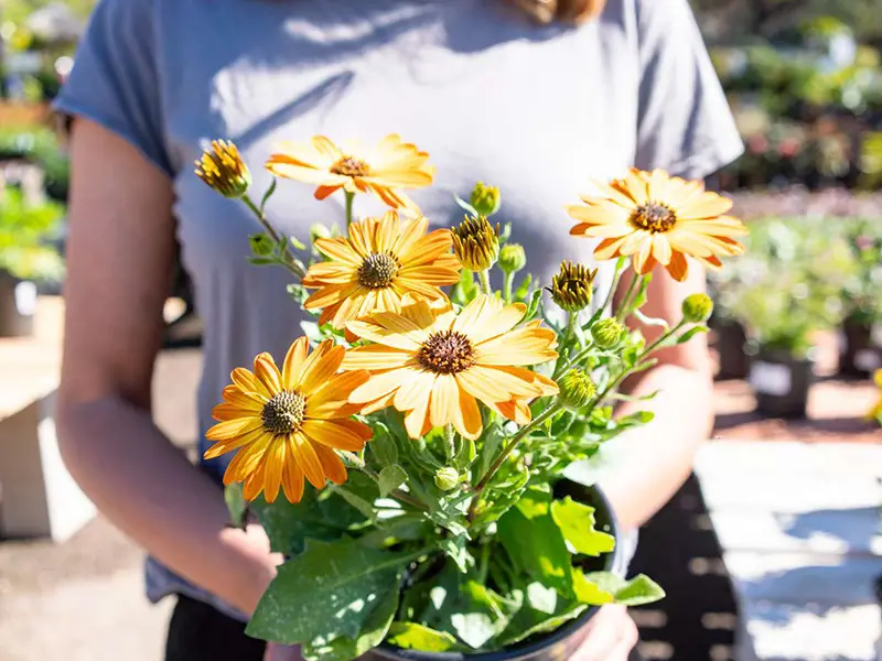 آدرس بازار گل بابایی