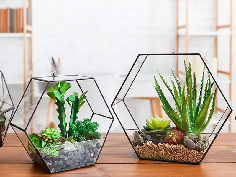 خرید آنلاین تراریوم