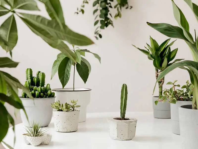 خرید گیاه و گلدان از بازار گل محلاتی