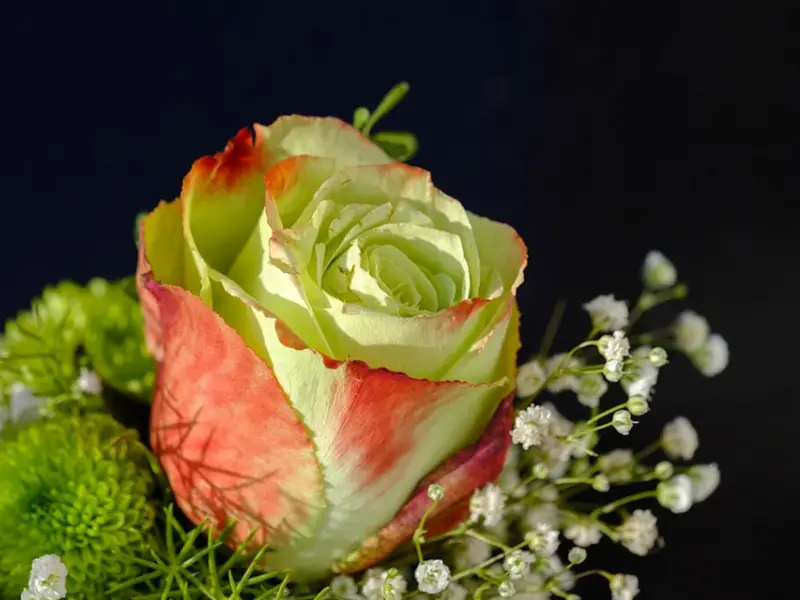 خرید گل رز آنلاین پرند