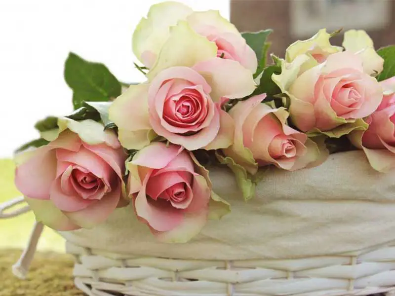 خرید آنلاین سبد گل از بازار گل محلاتی