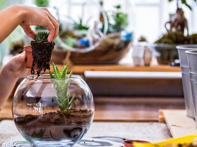 نوع گیاه استفاده شده در تراریوم