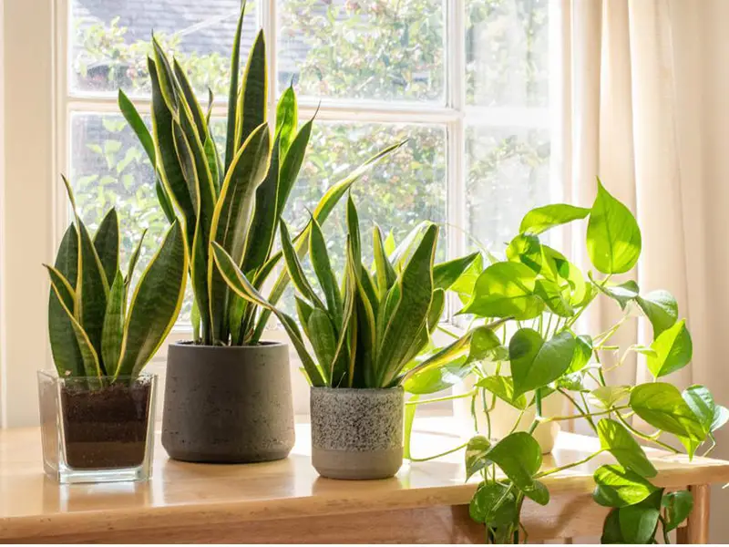 قیمت گل در لواسان