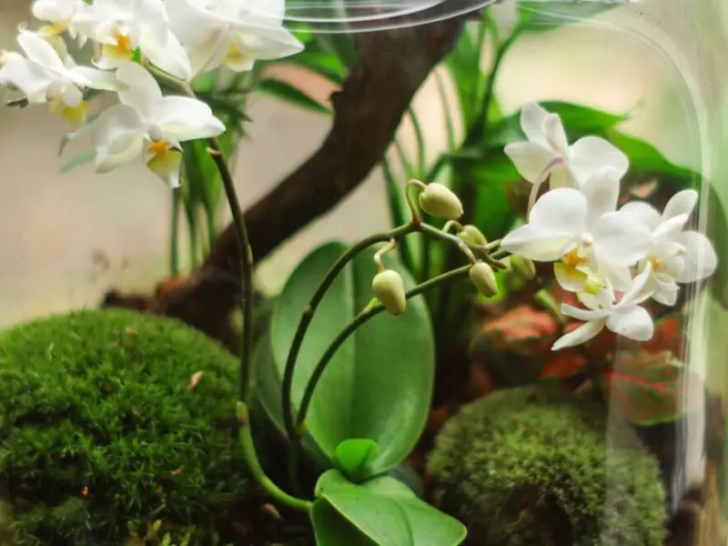 تراریوم گل ارکیده