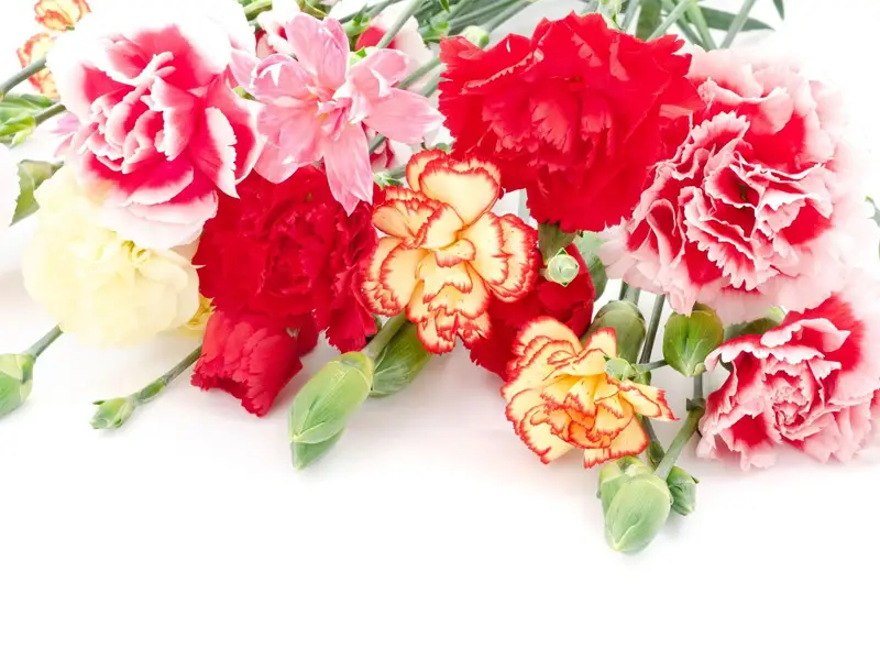 گل میخک برای باکس گل حروف