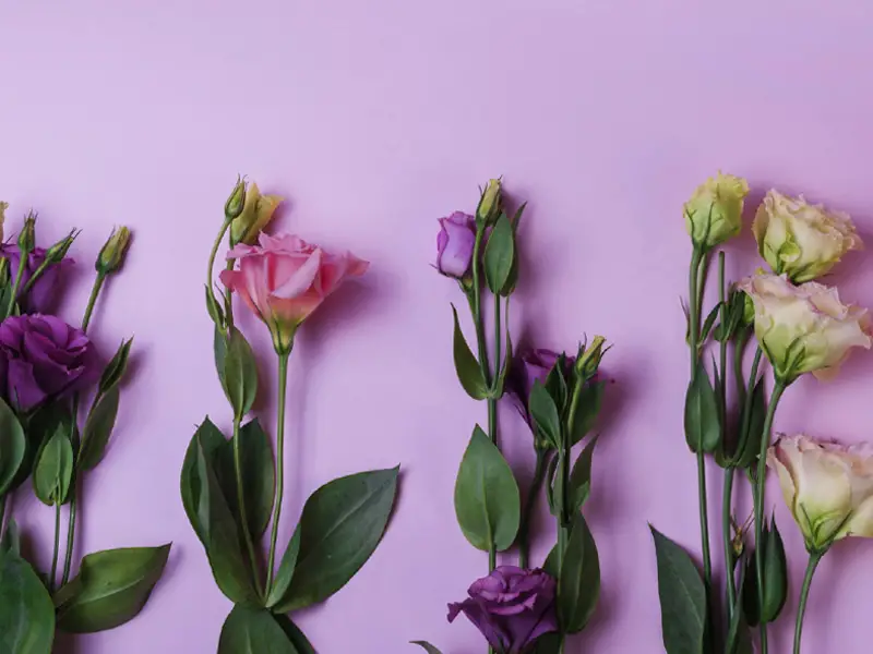 گل لیسیانتوس برای باکس گل حروف