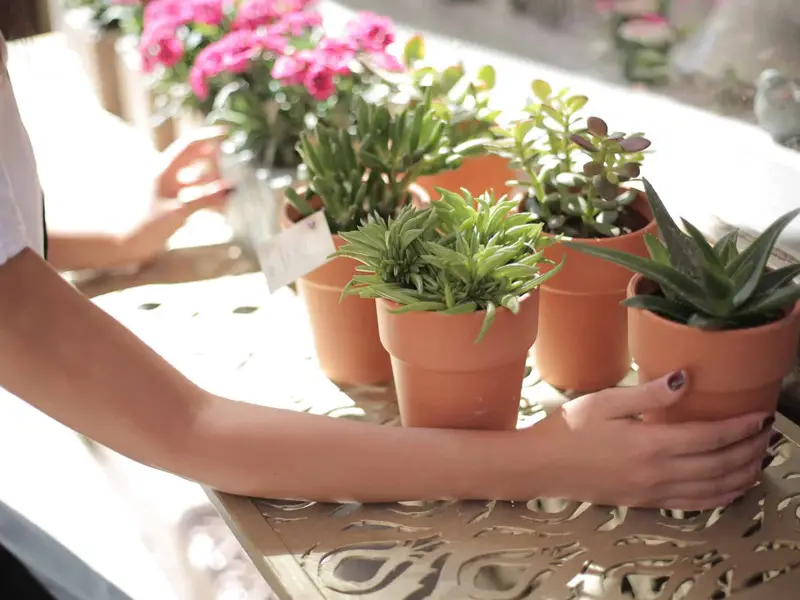 خرید اینترنتی گل و گیاه در تبریز