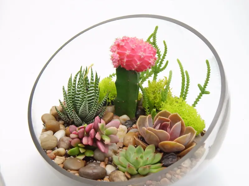 تراریوم شیشه ای