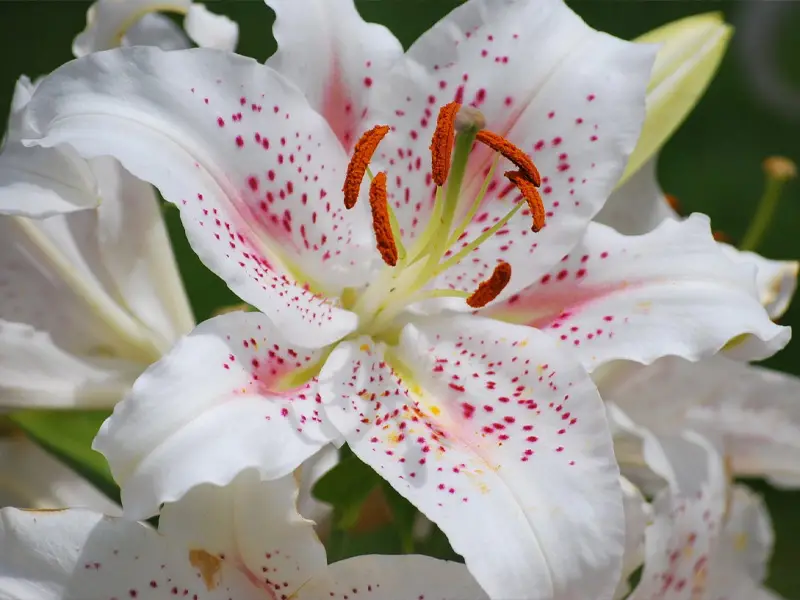 گل لیلیوم برای باکس گل حروف