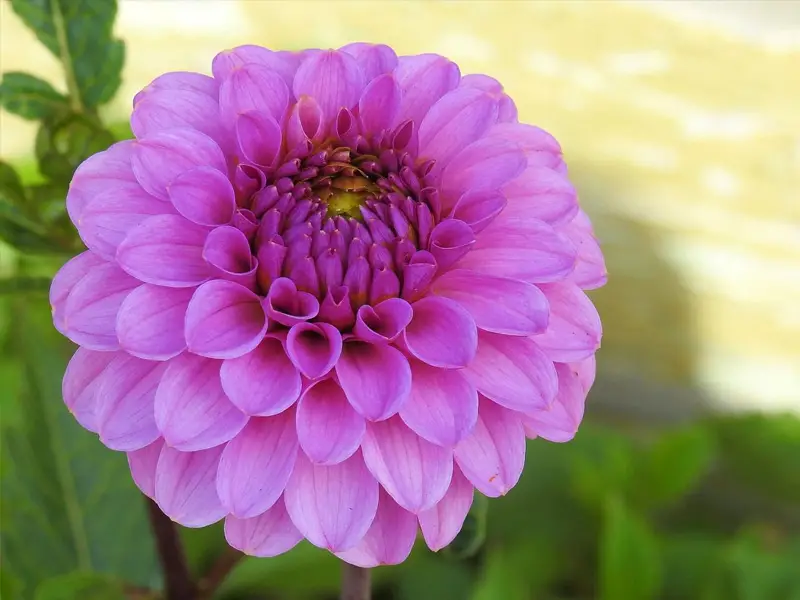 گل مناسب روز معلم