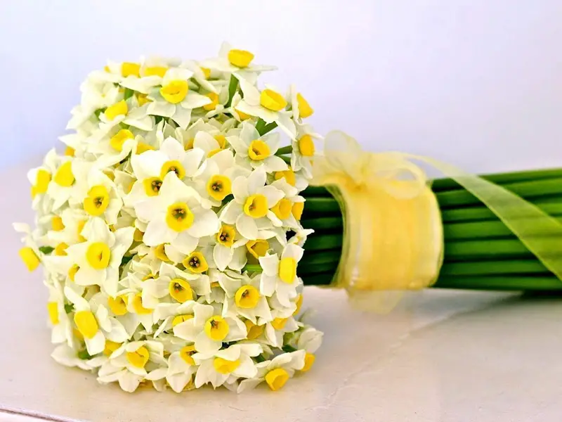 گل نرگس برای روز معلم