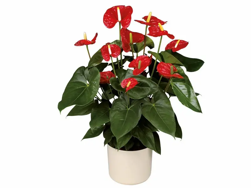 گل آنتریوم برای کادو روز پزشک