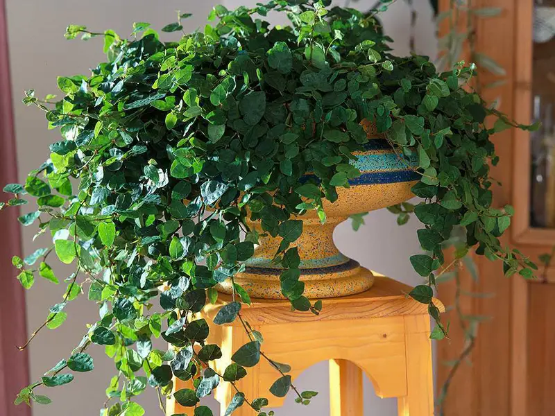 خرید آنلاین گیاه انجیر چسب از لواسان