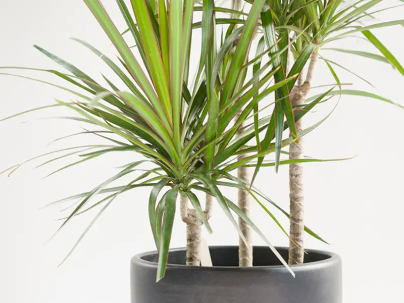 خرید اینترنتی گل آپارتمانی در لواسان