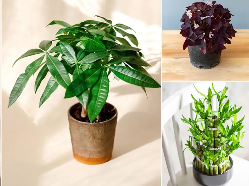 خرید اینترنتی گل آپارتمانی در پردیس