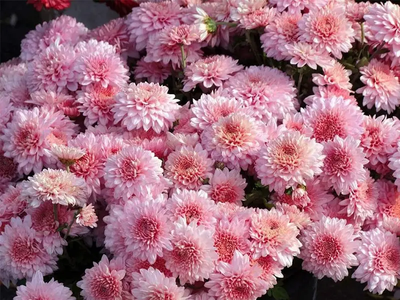 سفارش گل آنلاین پردیس