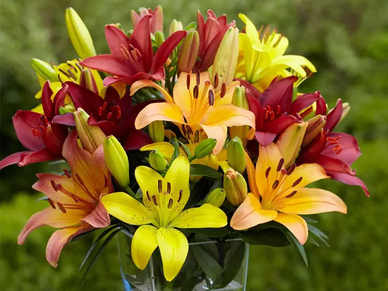 گل برای همدردی در پردیس