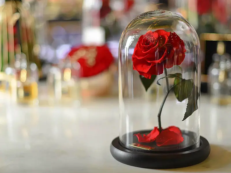 خرید رز جاودان در پردیس