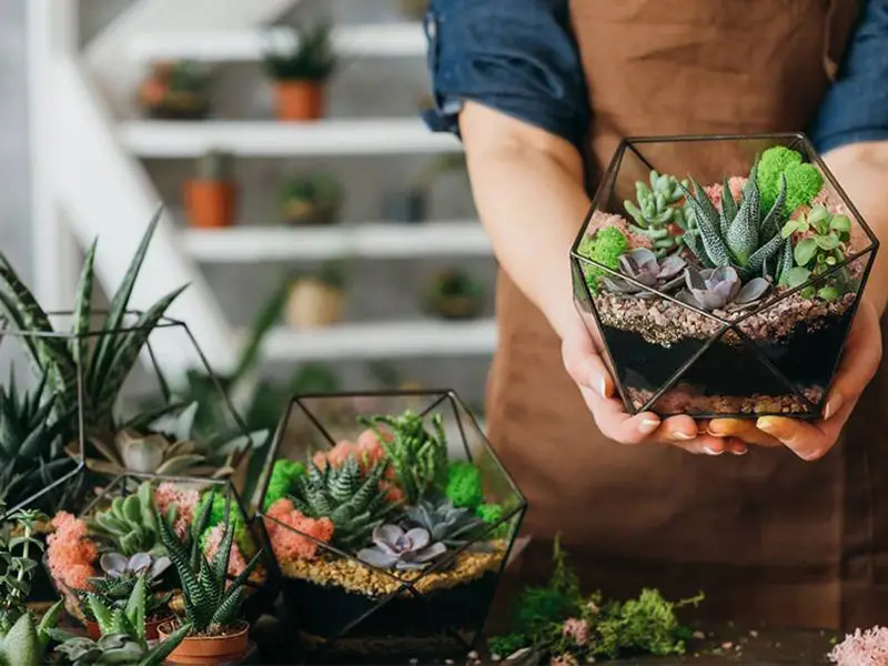 خرید گیاه و گلدان از بازار گل لشگری