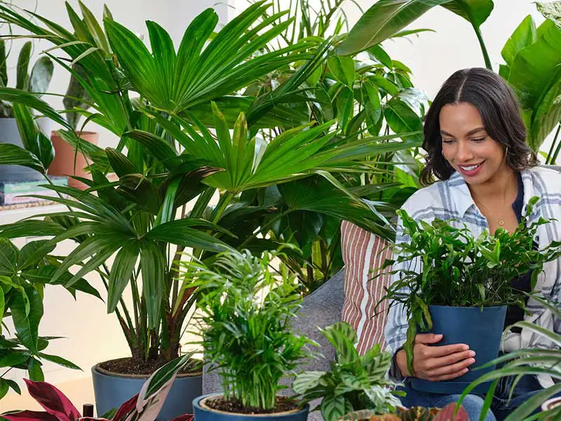 خرید اینترنتی گل آپارتمانی در اندیشه