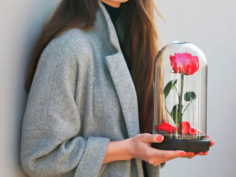 خرید رز جاودان