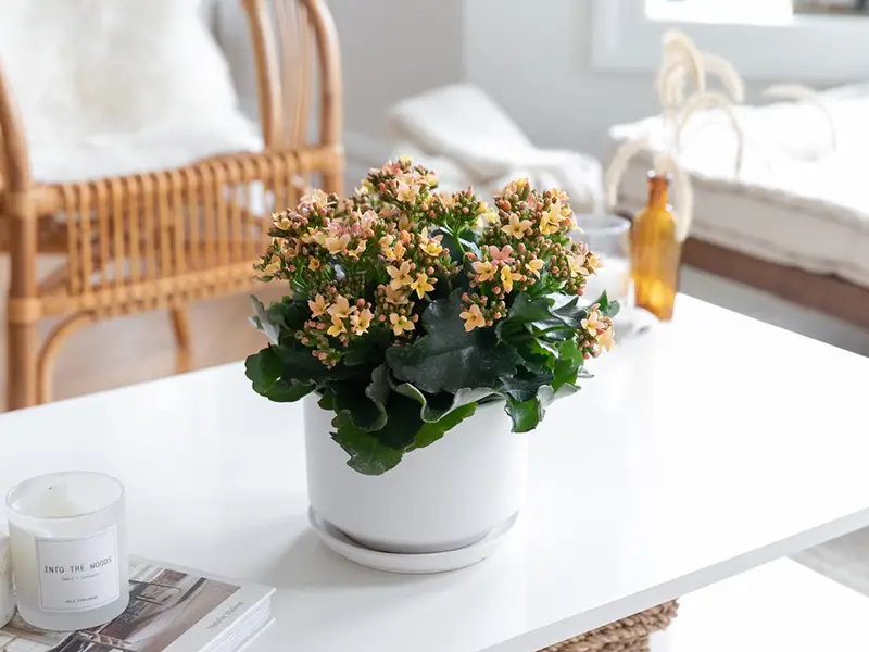 خرید باکس گل چالوس