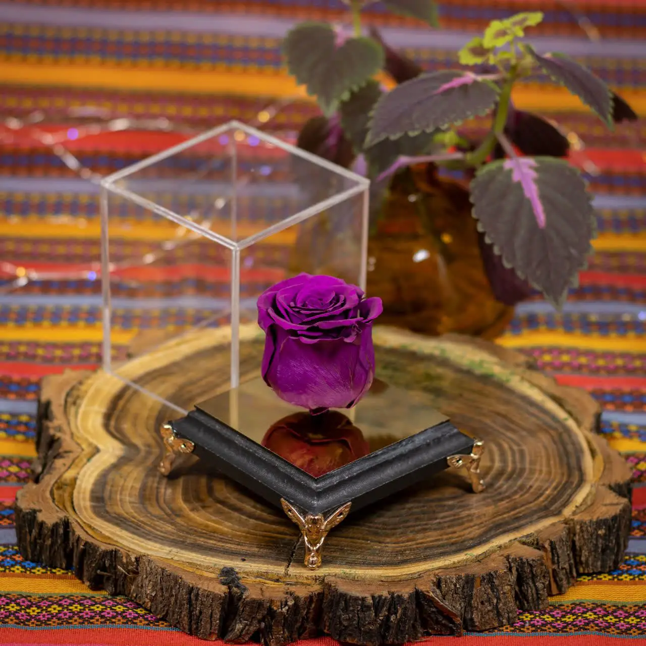 گل رز جاودان طرح فرشته بنفش g-rj-rah-775