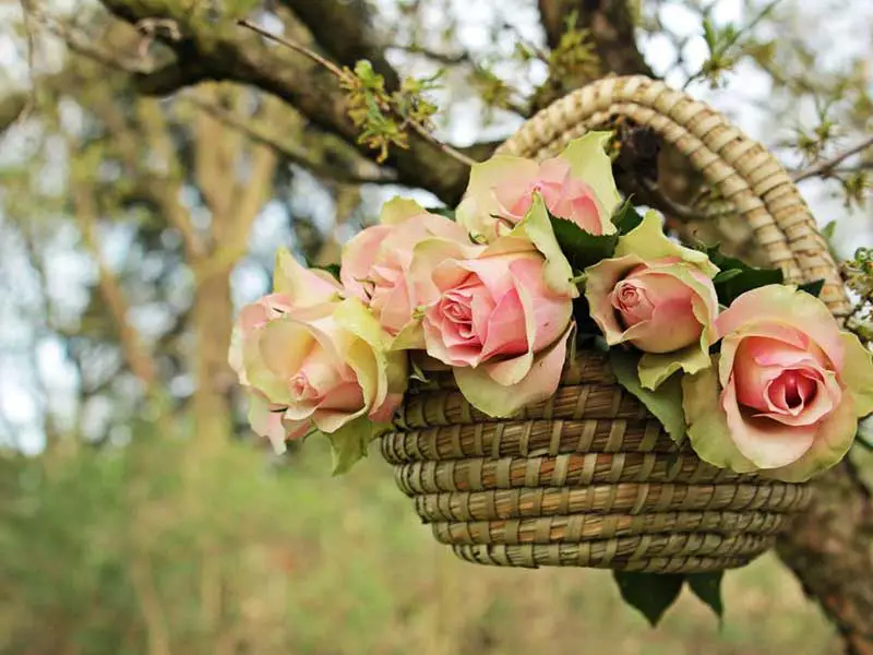 خرید آنلاین گل آپارتمانی شهر ری