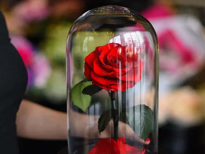 سفارش گل اینترنتی رشت