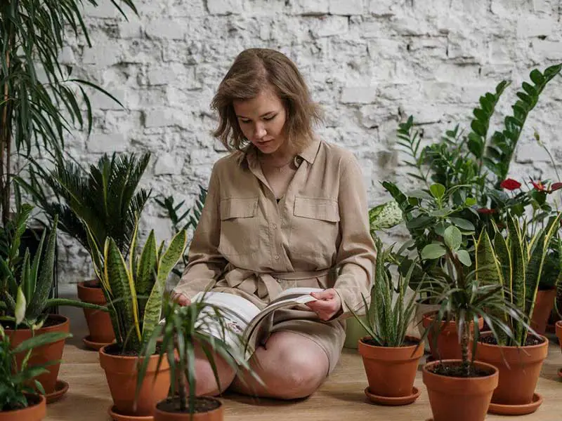 خرید اینترنتی گل و گیاه آپارتمانی چالوس