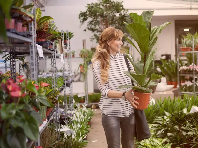 خرید آنلاین گل آپارتمانی سنندج