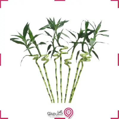 بامبو تایلندی ساقه g-g-lad-903