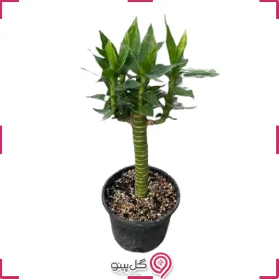 بامبو لوتوس خاکی g-g-lad-905