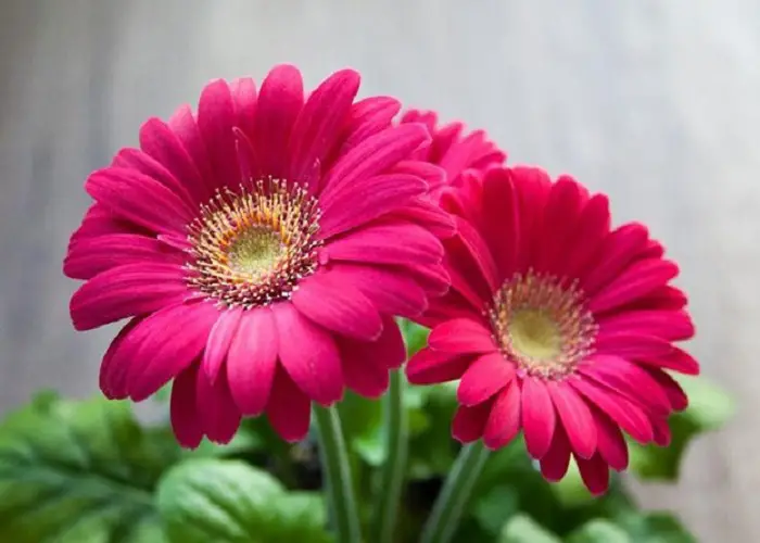 باکس گل برای روز پدر