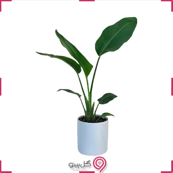 گلدان نخل نیکولای g-g-01