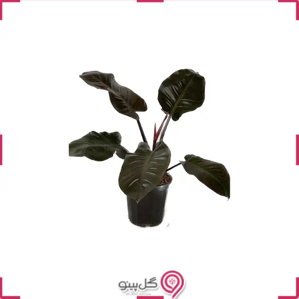 فیلودندرون بلک کاردینال g-g-02