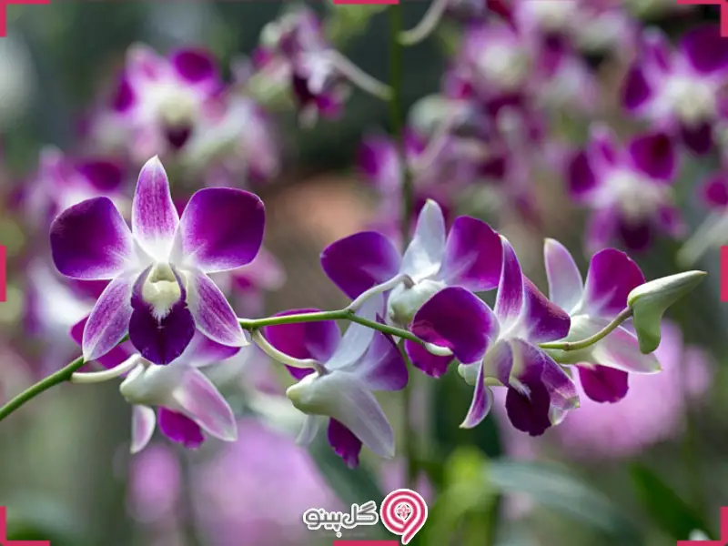 ارکیده دن روبیوم